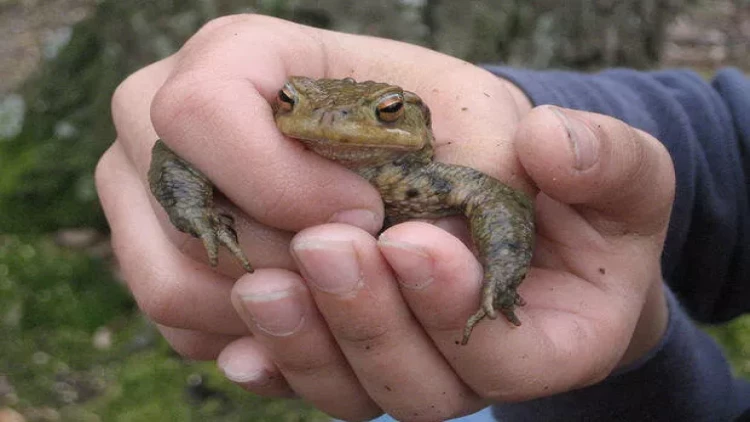 Bu ölkədə qurbağalar üçün 500 min avroluq tunellər tikilir