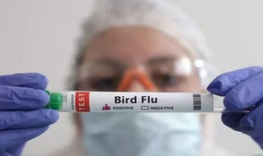 Eyni vaxtda iki növ quş qripinə yoluxan qadın öldü