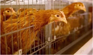 Quş qripi səbəbindən 70 min toyuq məhv ediləcək