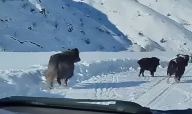 Laçından möhtəşəm görüntülər - VİDEO