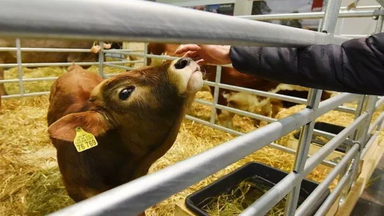 İnsan başlı buzov doğuldu: günahkar kimdir? - FOTO