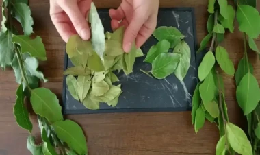 Yastığınızın altında dəfnə yarpağı qoyun - YUXU HİYLƏSİ