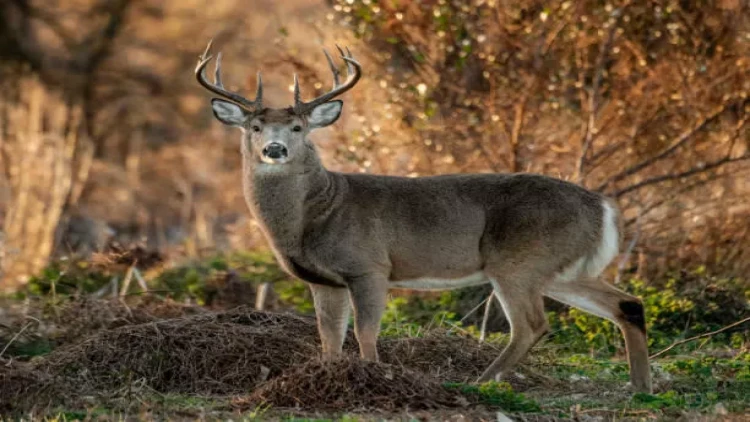 Sosial şəbəkə bundan danışır: Qol vuran maral belə sevindi - VİDEO