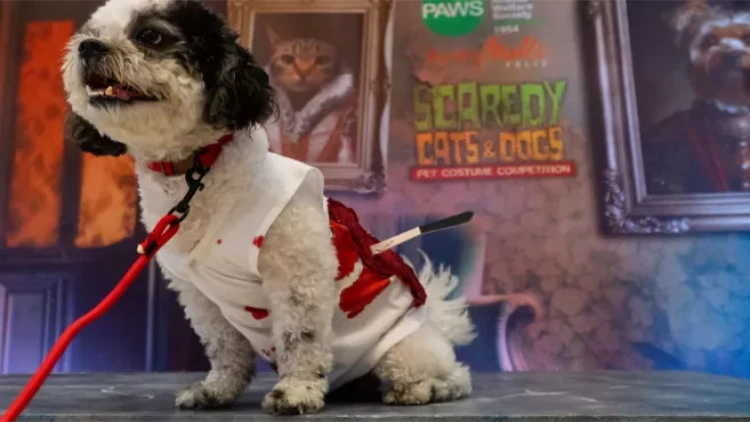 2,8 milyon dollarlıq sərvətini ev heyvanlarına vəsiyyət etdi