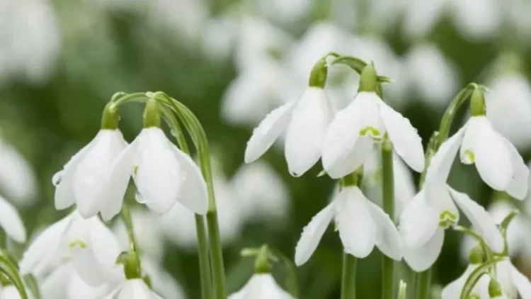 Türkiyədə bu çiçəyi dərmək 22 min manata yaxın cərimədir