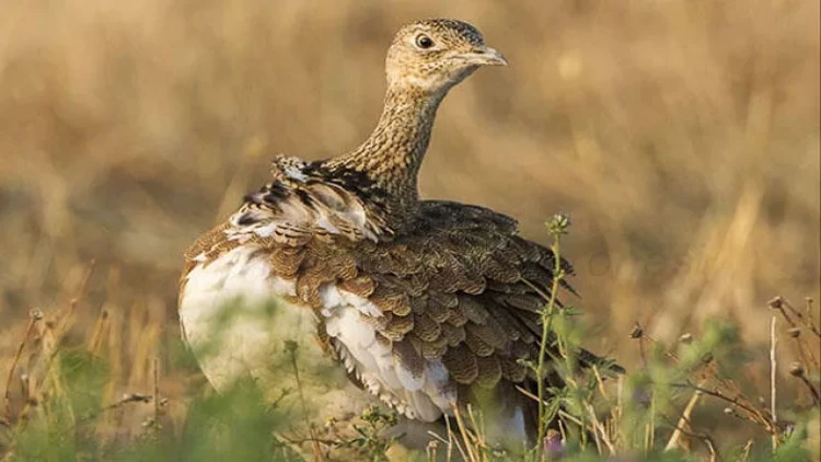 “Qırmızı kitab”a düşmüş quşu satan şəxs cəzalandırıldı