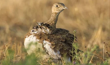 “Qırmızı kitab”a düşmüş quşu satan şəxs cəzalandırıldı