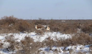 Muğanda qara gözəllik qatan ceyranlar - VIDEO