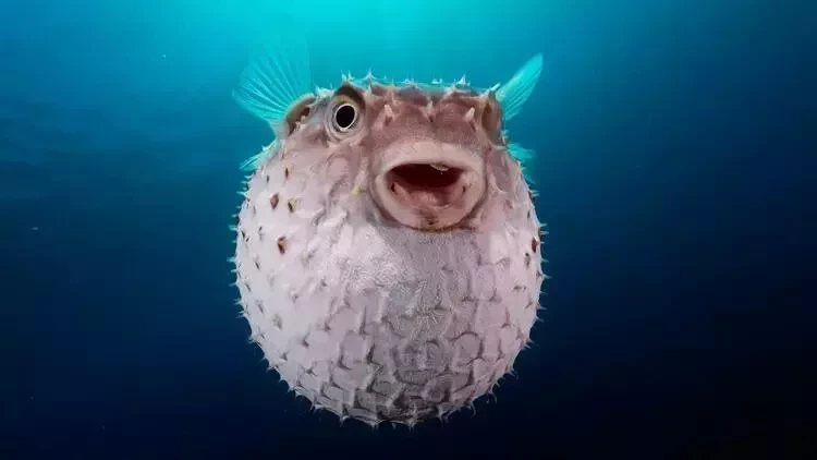 Zəhərli kirpi balıqları istiqaməti dəyişdi: Bu dənizə yönəldilər