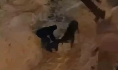 Maral və it arasında görünməmiş 