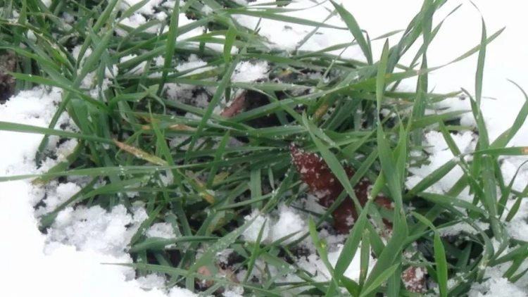 Mütəxəssis: Bölgələrdə yağan qar kənd təsərrüfatına müsbət təsir göstərir