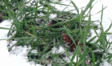 Mütəxəssis: Bölgələrdə yağan qar kənd təsərrüfatına müsbət təsir göstərir