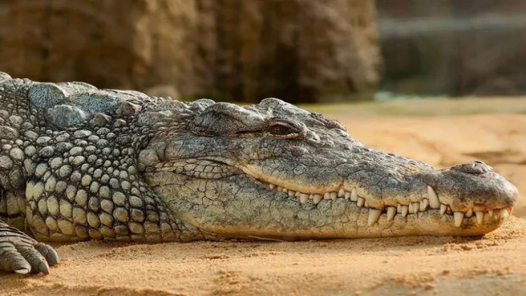 Toyuq hinində timsah tapıldı - ev sahibləri... - FOTOlar