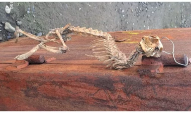 Tərtərdə naməlum heyvan skeleti tapıldı - FOTOlar