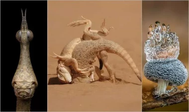 Dünyanın geniş planda çəkilən ən yaxşı şəkilləri seçildi - FOTOlar