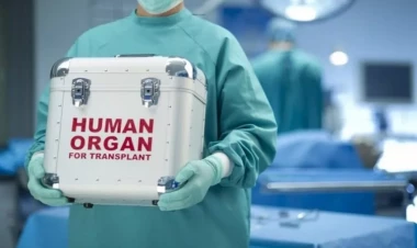 Öləndən sonra orqan bağışlanması üçün sənəd təsdiqləndi