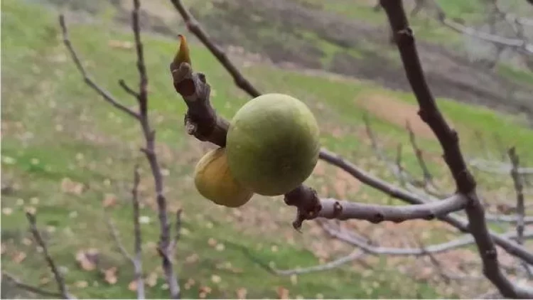 Soyuq havaya dözümsüz meyvə ağacı qışda bar verdi - FOTO