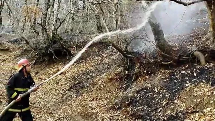 Masallıda meşədə yanğın olub - FOTO