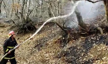 Masallıda meşədə yanğın olub - FOTO