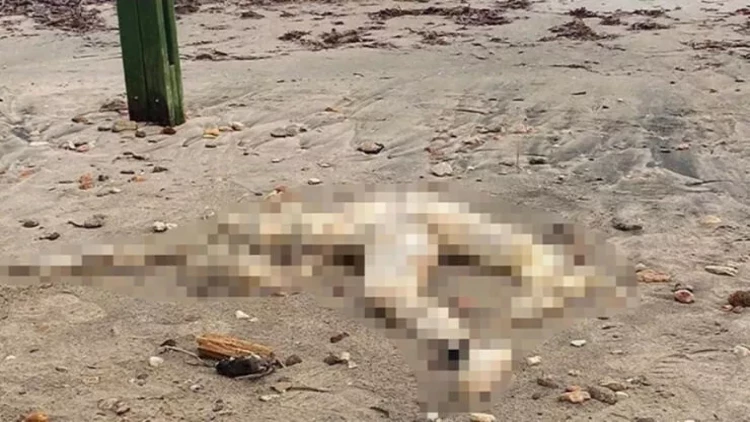 Sahildə başı kəsilmiş kişi cəsədi tapıldı - FOTO