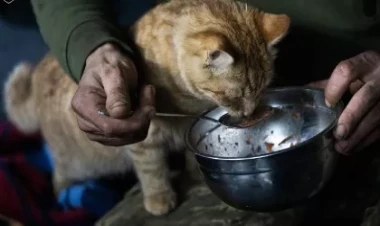 Ukraynanın döyüş pişiyindən FOTOLAR