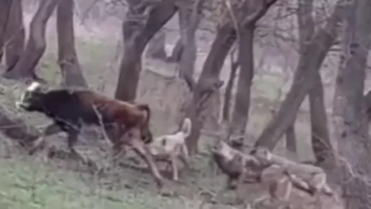 Azərbaycanda canavarlar mal-qaraya hücum etdilər - VİDEO