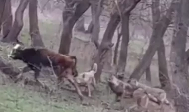 Azərbaycanda canavarlar mal-qaraya hücum etdilər - VİDEO