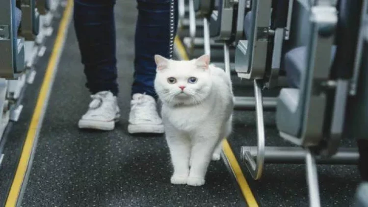 Pişik təyyarənin uçuşunu pozdu, sahibi 