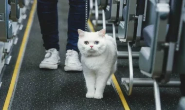 Pişik təyyarənin uçuşunu pozdu, sahibi 