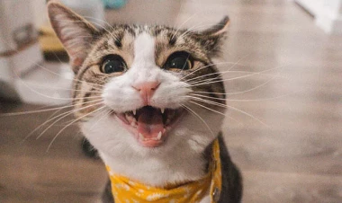 İstanbul hava limanında pişik təyyarənin uçuşuna mane oldu