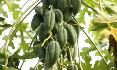 Bu ağac ilin 12 ayında meyvə verir - Sahibini milyoner etdi - FOTO