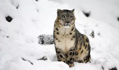 Qırğızıstan bu heyvanı milli rəmzi elan etdi