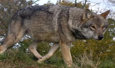 Saatlıda canavar kəndə hücum etdi, 22 qoyunu parçaladı