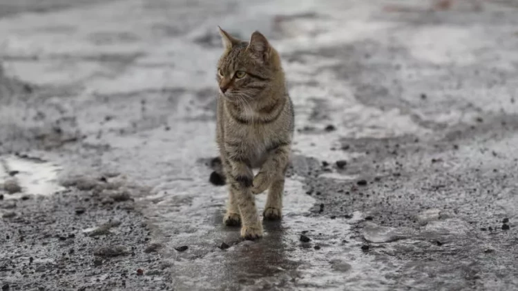 Yeni çılğınlıq: itə, pişiyə plastik əməliyyat edirlər