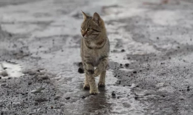 Yeni çılğınlıq: itə, pişiyə plastik əməliyyat edirlər
