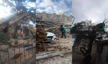 Bakıda güclü külək 27 ağacı aşırdı - FOTO