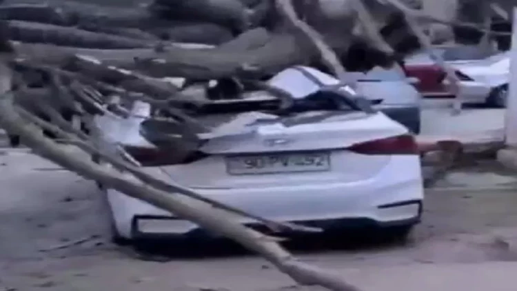 Bakıda güclü külək ağacı avtomobillərin üzərinə aşırdı - VIDEO