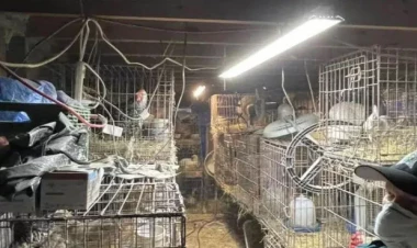 Evində 309 heyvan saxlayan qadın həbs edildi