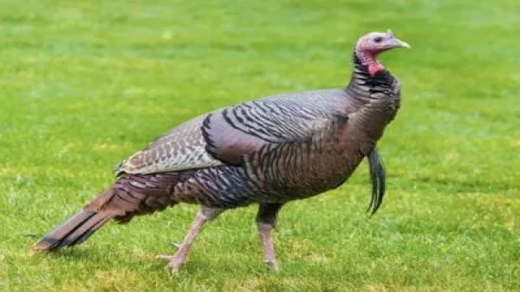 Hinduşka şəhəri işıqsız qoydu