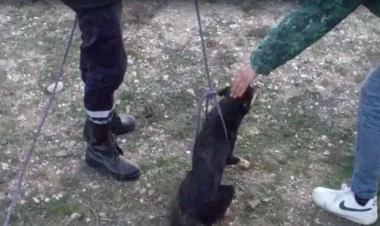 İti 5 metrlik quyudan belə xilas etdilər - VİDEO