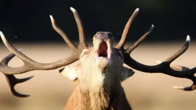 Marallar arasında yayılan “zombi” virusu insanlara da keçir?