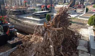 İri gövdəli ağaclar qəbirlərin üzərinə aşdı - VİDEO - FOTO