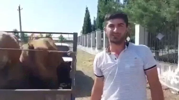 Agentlikdən gündəm olan inəklə bağlı açıqlama - Ölüb? - VİDEO