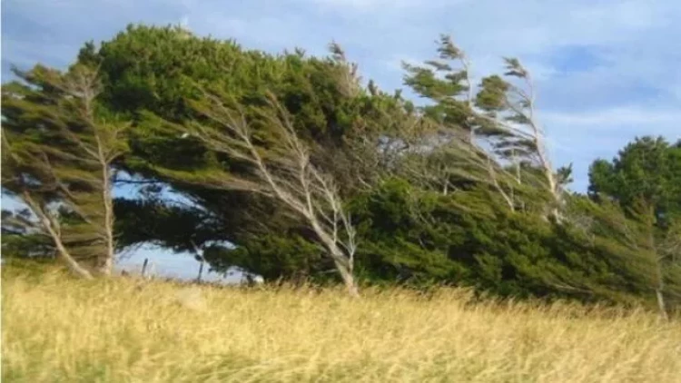 Qərb bölgəsində güclü külək bir sıra fəsadlar törətdi