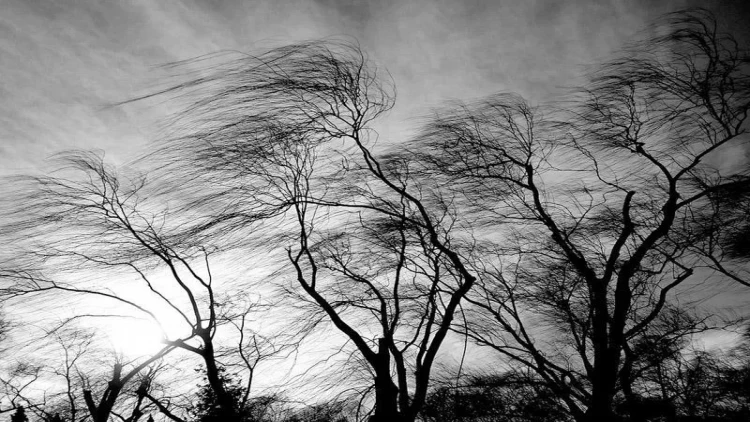 Güclü külək Qubada fəlakət törətdi - FOTO