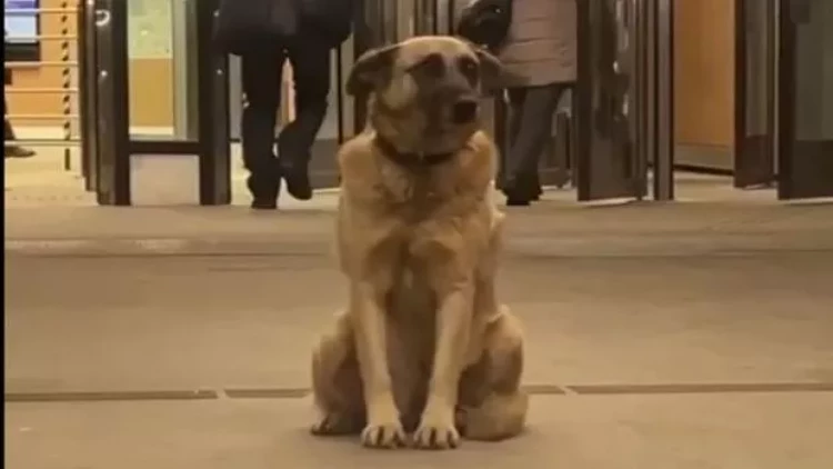 Moskvalılar yerli “Hatiko”nun sahibini axtarırlar - FOTOlar