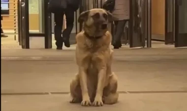 Moskvalılar yerli “Hatiko”nun sahibini axtarırlar - FOTOlar