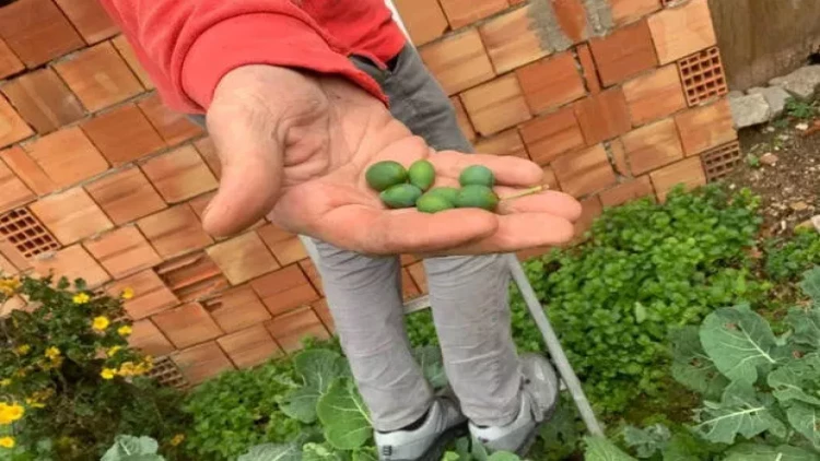 Qış mövsümündə alça ağacı bar verdi - FOTOlar