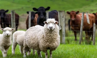 Azərbaycanda heyvanların sayı niyə azalıb? - AÇIQLAMA