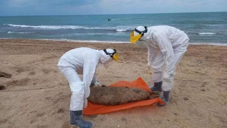 Xəzər sahillərində 130 suiti ölüsü tapıldı